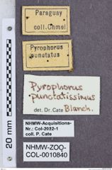 Etikette zu Pyrophorus punctatissimus (NHMW-ZOO-COL-0010840)